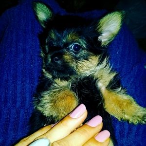 My babyboy Bowie💓💓💓💓💓& all my 😺gray kittys ma and girl Black kitty papa😁